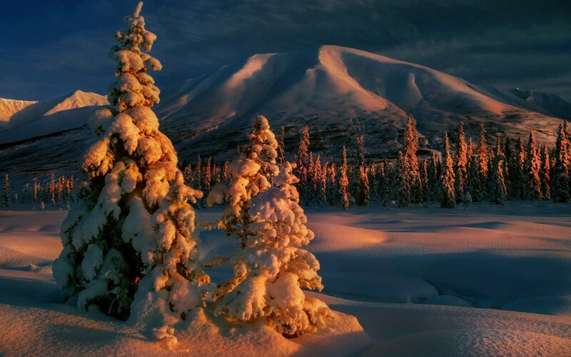 Snow-covered Trees — White, Dramatic, Sunset