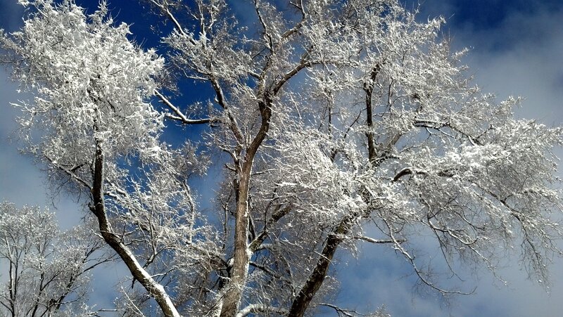 Snow-covered Trees — White, Dramatic, Winter, Photograph, Sky