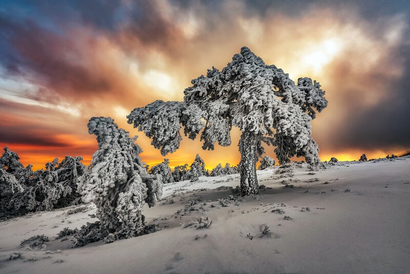 Snow-covered Trees — White, Dramatic, Winter, Photograph, Snow, Sky, Clouds