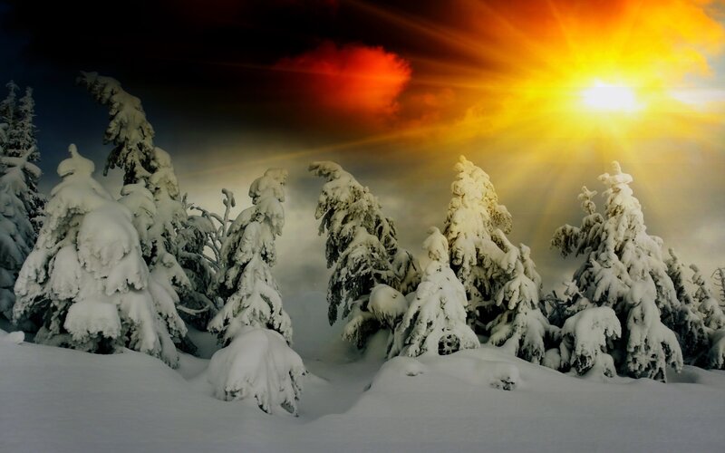 Snow-covered Trees — White, Dramatic, Winter, Photograph, Snow, Sun, Sky