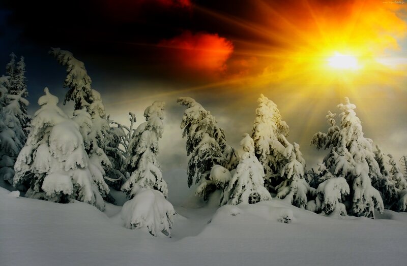Snow-covered Trees — White, Dramatic, Winter, Photograph, Snow, Sun