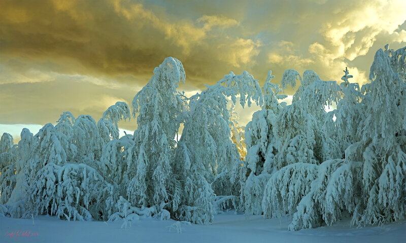 Snow-covered Trees — White, Dramatic, Winter, Photograph, Snow