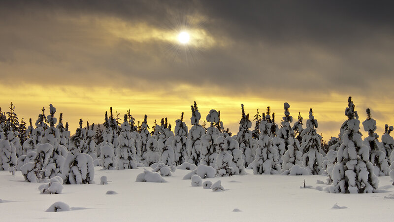 Snow-covered Trees — White, Dramatic, Winter, Photograph, Sun, Clouds