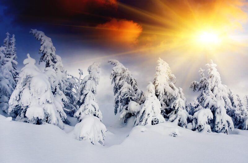 Snow-covered Trees — White, Dramatic, Winter, Photograph, Sun
