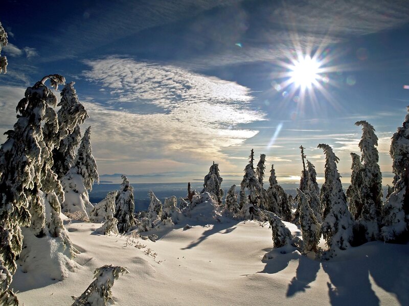 Snow-covered Trees — White, Dramatic, Winter
