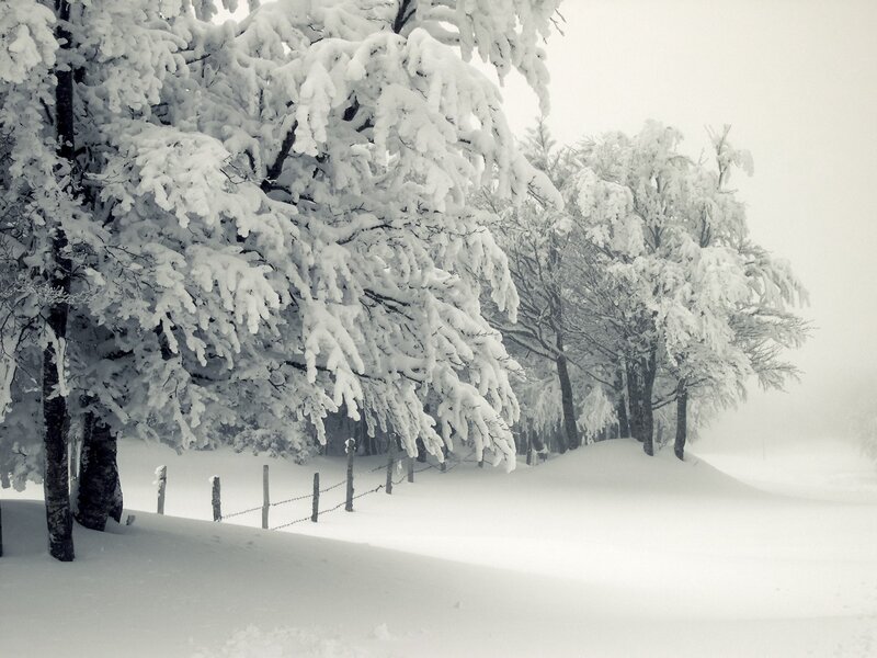 Snow-covered Trees — White, Fence