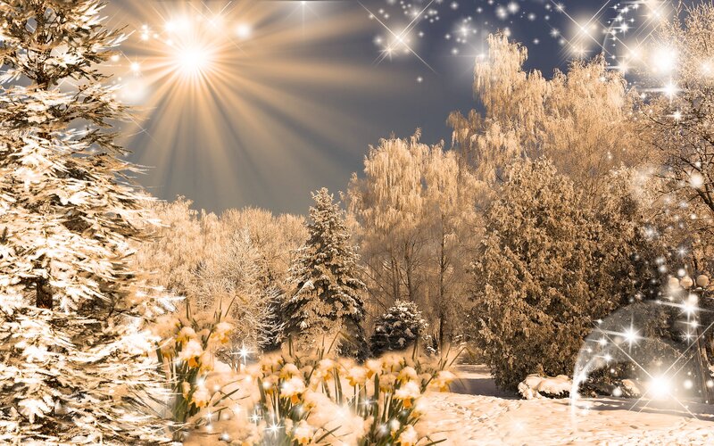 Snow-covered Trees — White, Magical