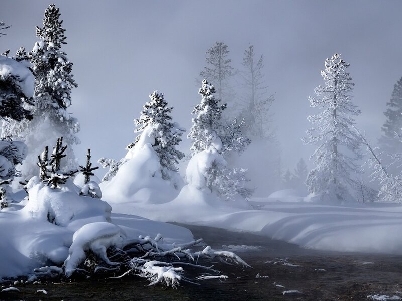 Snow-covered Trees — White, Misty