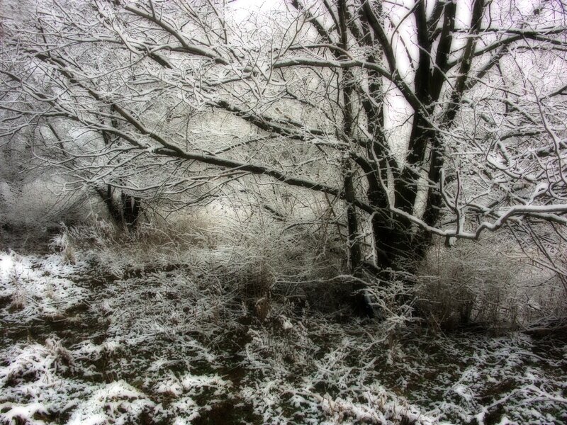 Snow-covered Trees — White, Quiet