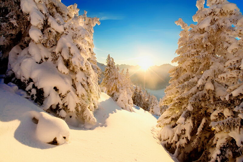 Snow-covered Trees — White, Serene, Morning, Photograph