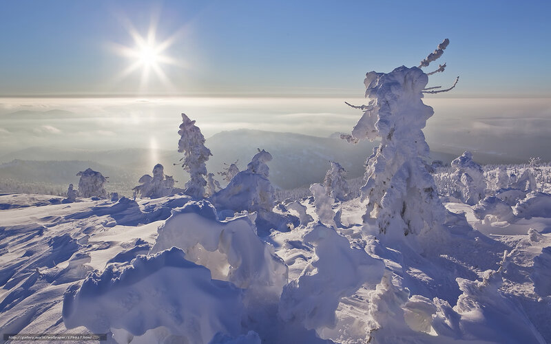 Snow-covered Trees — White, Serene, Morning