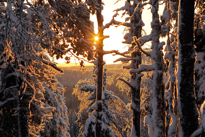 Snow-covered Trees — White, Serene, Sunrise, Photograph, Sun