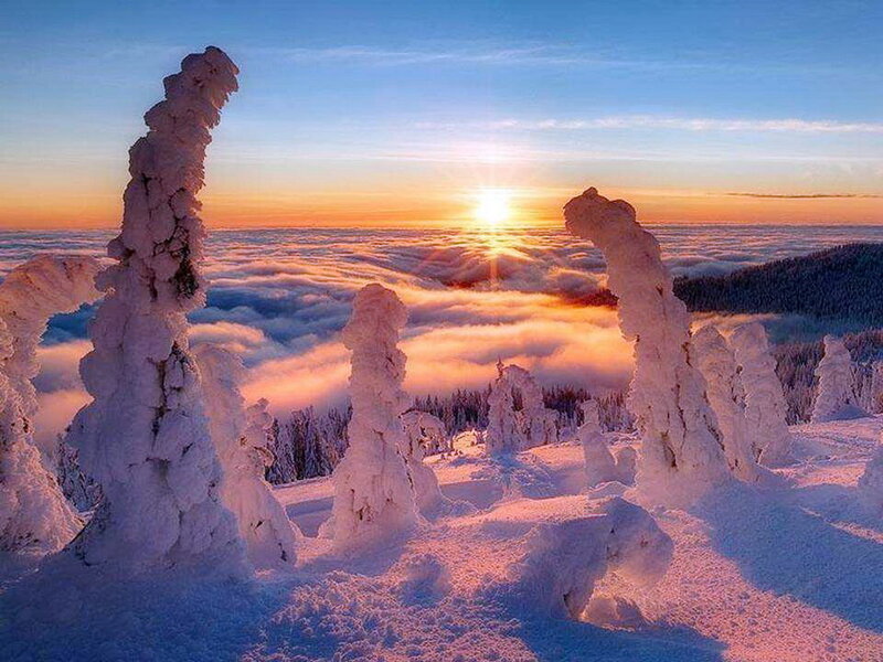 Snow-covered Trees — White, Serene, Sunrise, Photograph