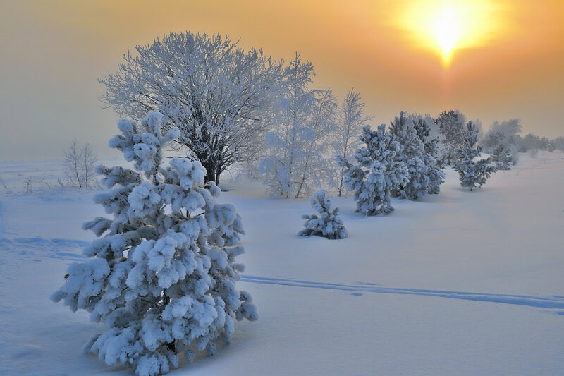 Snow-covered Trees — White, Serene, Sunset, Photograph, Snow, Sun
