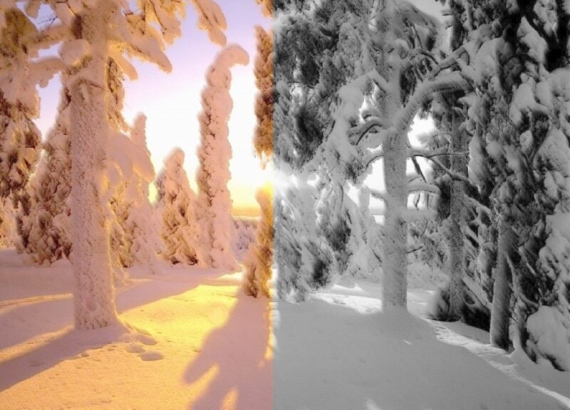 Snow-covered Trees — White, Serene, Sunset, Photograph, Snow, Sunlight