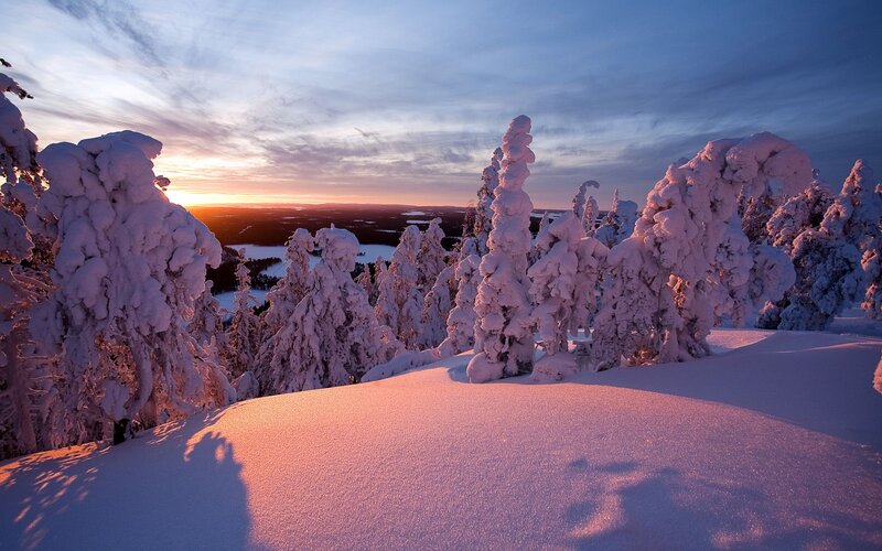 Snow-covered Trees — White, Serene, Sunset, Photograph, Snow