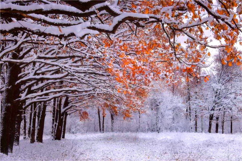 Snow-covered Trees — White, Serene