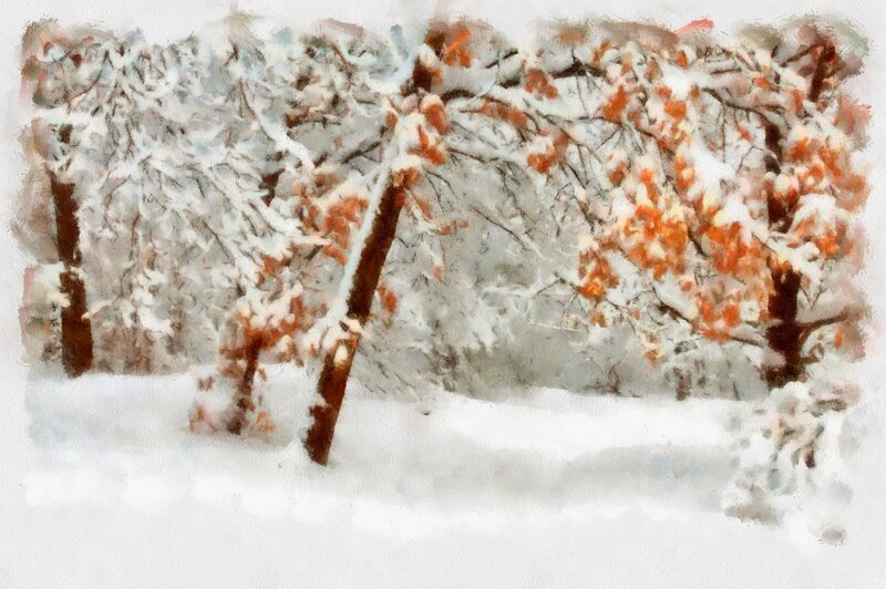 Snow-covered Trees — White, Serene, Winter, Painting, Snow, Branches