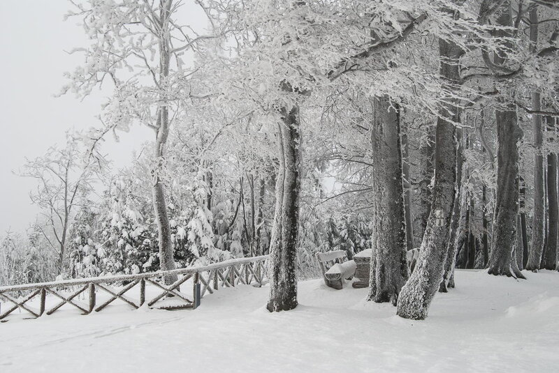 Snow-covered Trees — White, Serene, Winter, Photograph, Bench