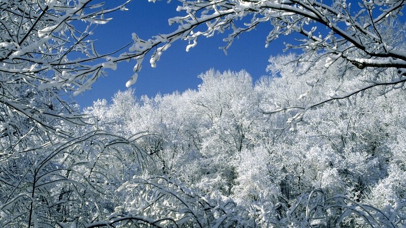 Snow-covered Trees — White, Serene, Winter, Photograph, Branches, Sky