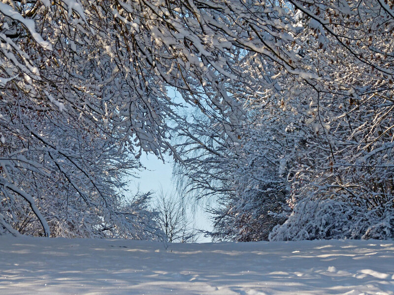 Snow-covered Trees — White, Serene, Winter, Photograph, Branches, Snow