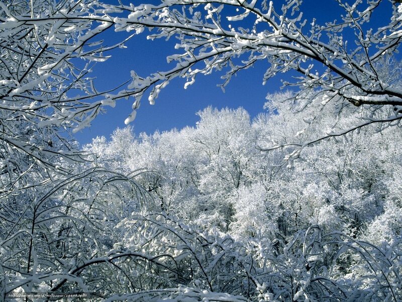 Snow-covered Trees — White, Serene, Winter, Photograph, Branches