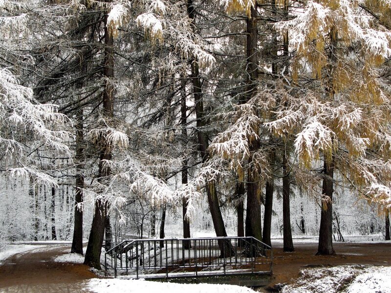 Snow-covered Trees — White, Serene, Winter, Photograph, Bridge, Path