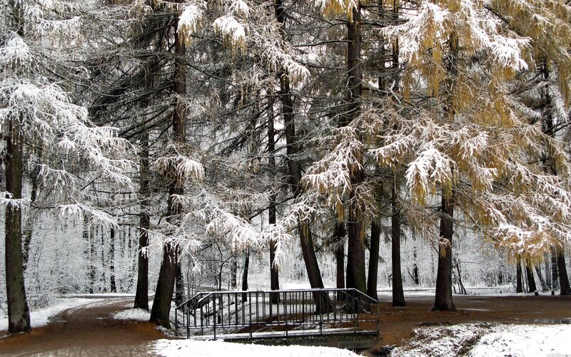 Snow-covered Trees — White, Serene, Winter, Photograph, Bridge