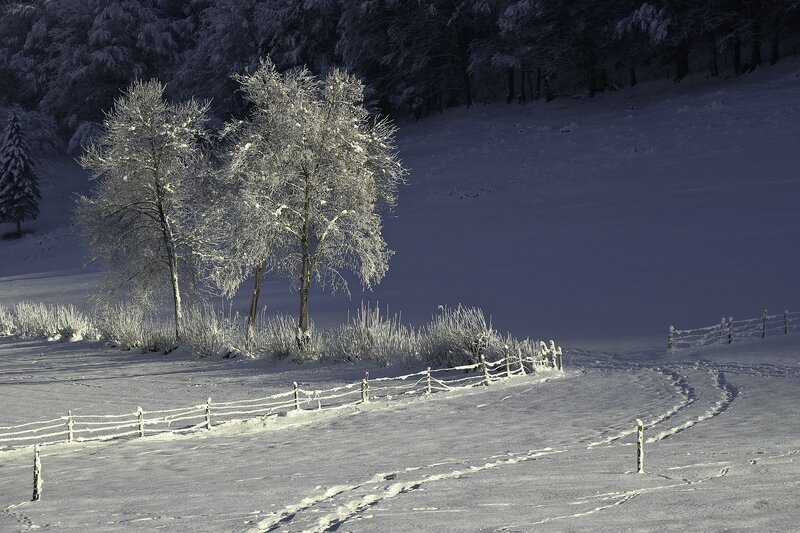 Snow-covered Trees — White, Serene, Winter, Photograph, Fence, Field