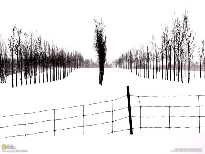 Snow-covered Trees — White, Serene, Winter, Photograph, Fence, Snow, Black
