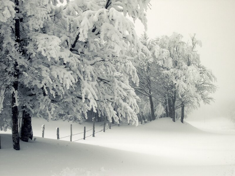 Snow-covered Trees — White, Serene, Winter, Photograph, Fence, Snow, Hills