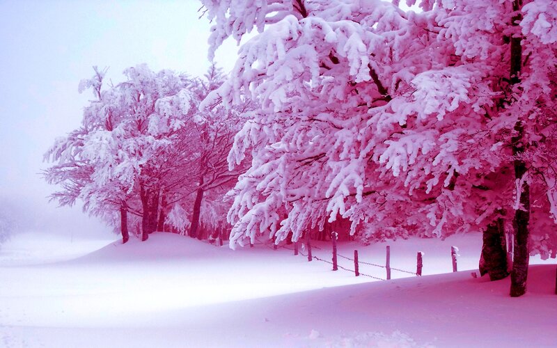 Snow-covered Trees — White, Serene, Winter, Photograph, Fence, Snow