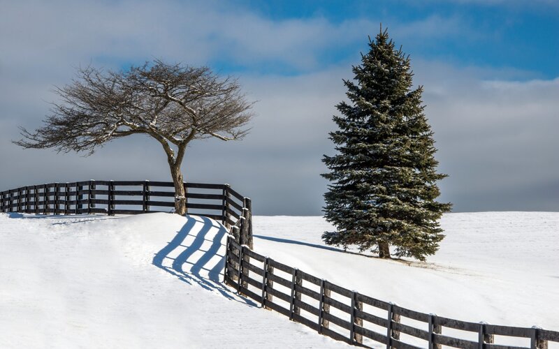 Snow-covered Trees — White, Serene, Winter, Photograph, Fence, Tree