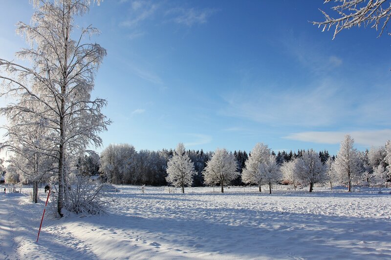 Snow-covered Trees — White, Serene, Winter, Photograph, Field, Sky, Forest