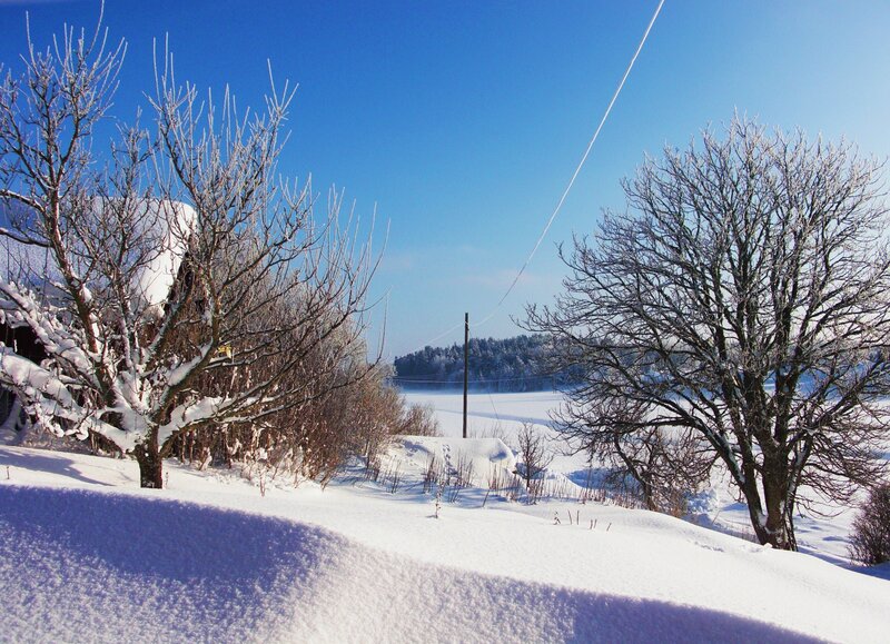 Snow-covered Trees — White, Serene, Winter, Photograph, Field, Sky, Power Line