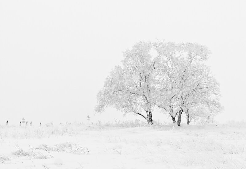 Snow-covered Trees — White, Serene, Winter, Photograph, Field, Sky