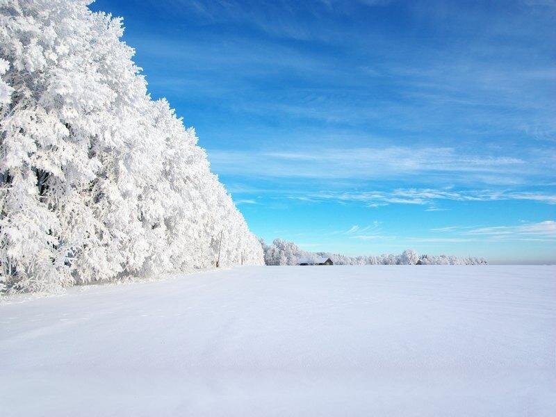Snow-covered Trees — White, Serene, Winter, Photograph, Field
