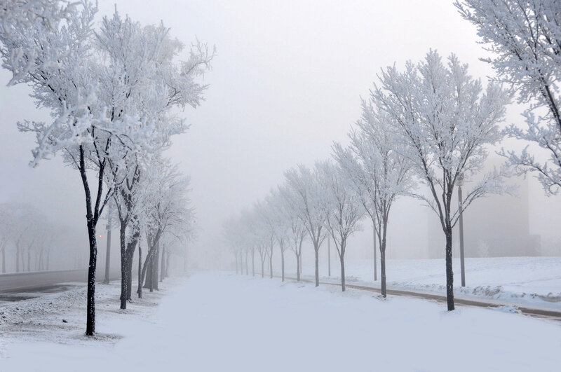 Snow-covered Trees — White, Serene, Winter, Photograph, Fog, Road