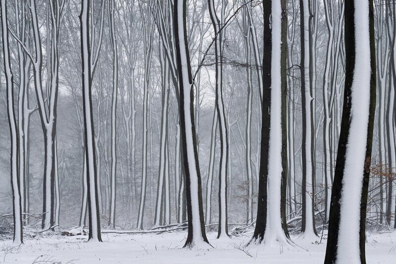 Snow-covered Trees — White, Serene, Winter, Photograph, Forest, Snow