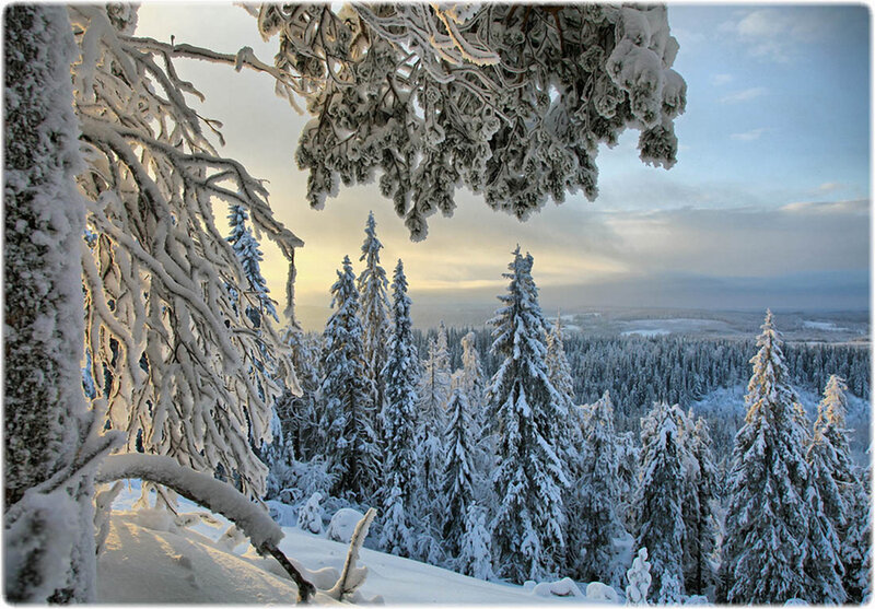Snow-covered Trees — White, Serene, Winter, Photograph, Forest