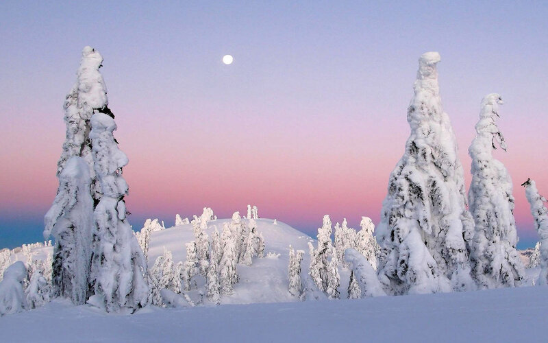 Snow-covered Trees — White, Serene, Winter, Photograph, Moon, Sky