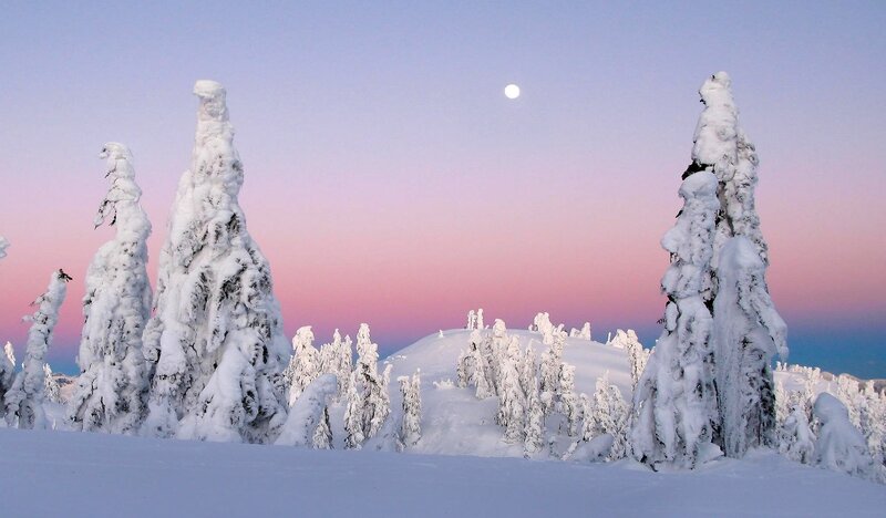 Snow-covered Trees — White, Serene, Winter, Photograph, Moon, Snow
