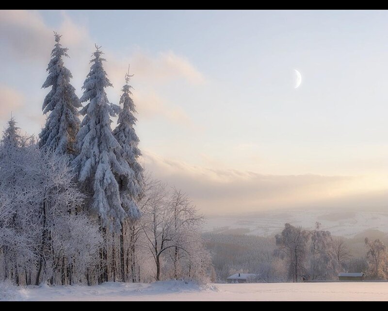 Snow-covered Trees — White, Serene, Winter, Photograph, Moon