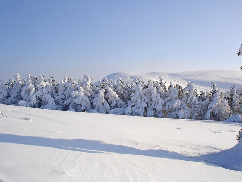 Snow-covered Trees — White, Serene, Winter, Photograph, Mountain, Sky