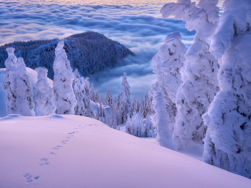 Snow-covered Trees — White, Serene, Winter, Photograph, Mountain