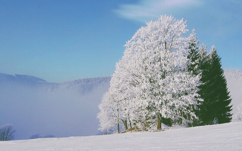 Snow-covered Trees — White, Serene, Winter, Photograph, Mountains, Fog, Sky