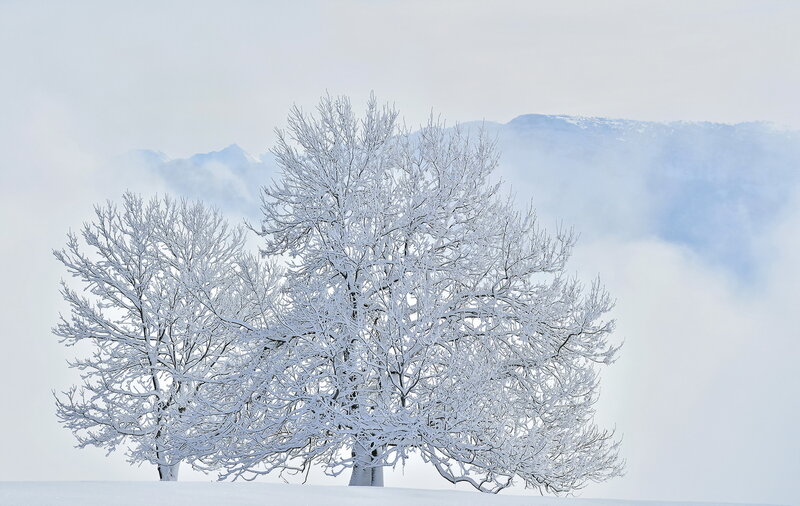 Snow-covered Trees — White, Serene, Winter, Photograph, Mountains, Fog