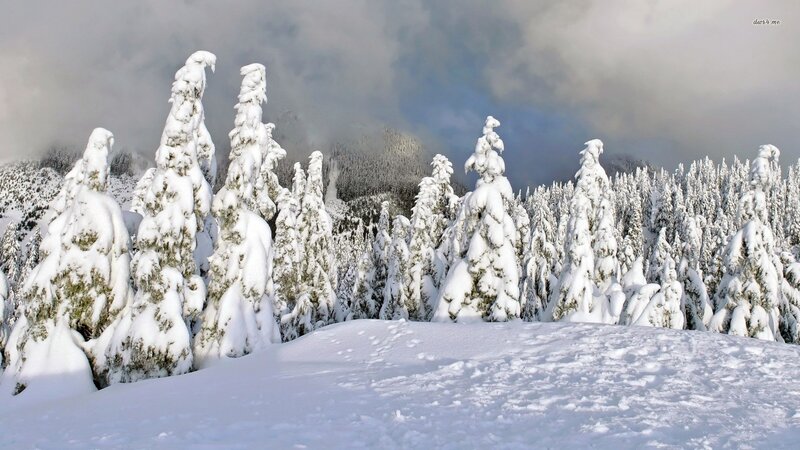 Snow-covered Trees — White, Serene, Winter, Photograph, Mountains