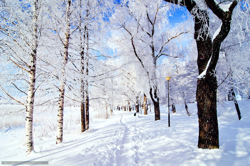 Snow-covered Trees — White, Serene, Winter, Photograph, Path, Lampposts