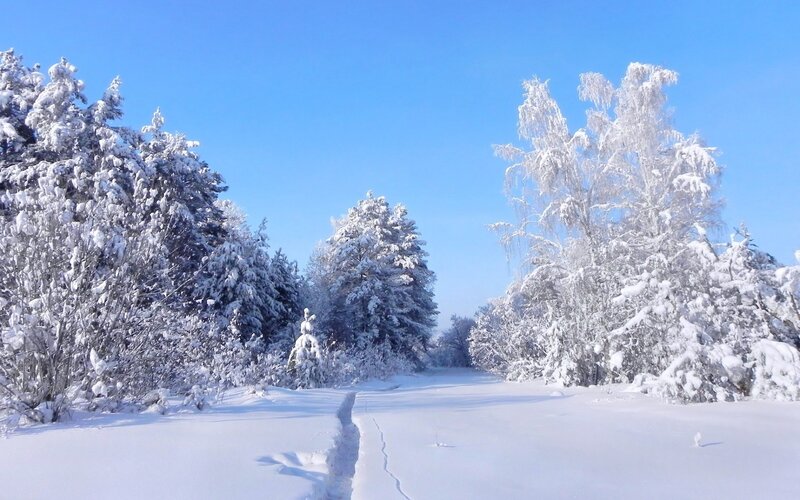 Snow-covered Trees — White, Serene, Winter, Photograph, Path, Sky, Blue